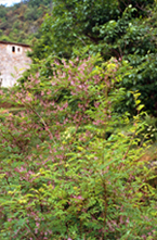 Indigo shrub in the Cevennen