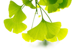 Ginkgo